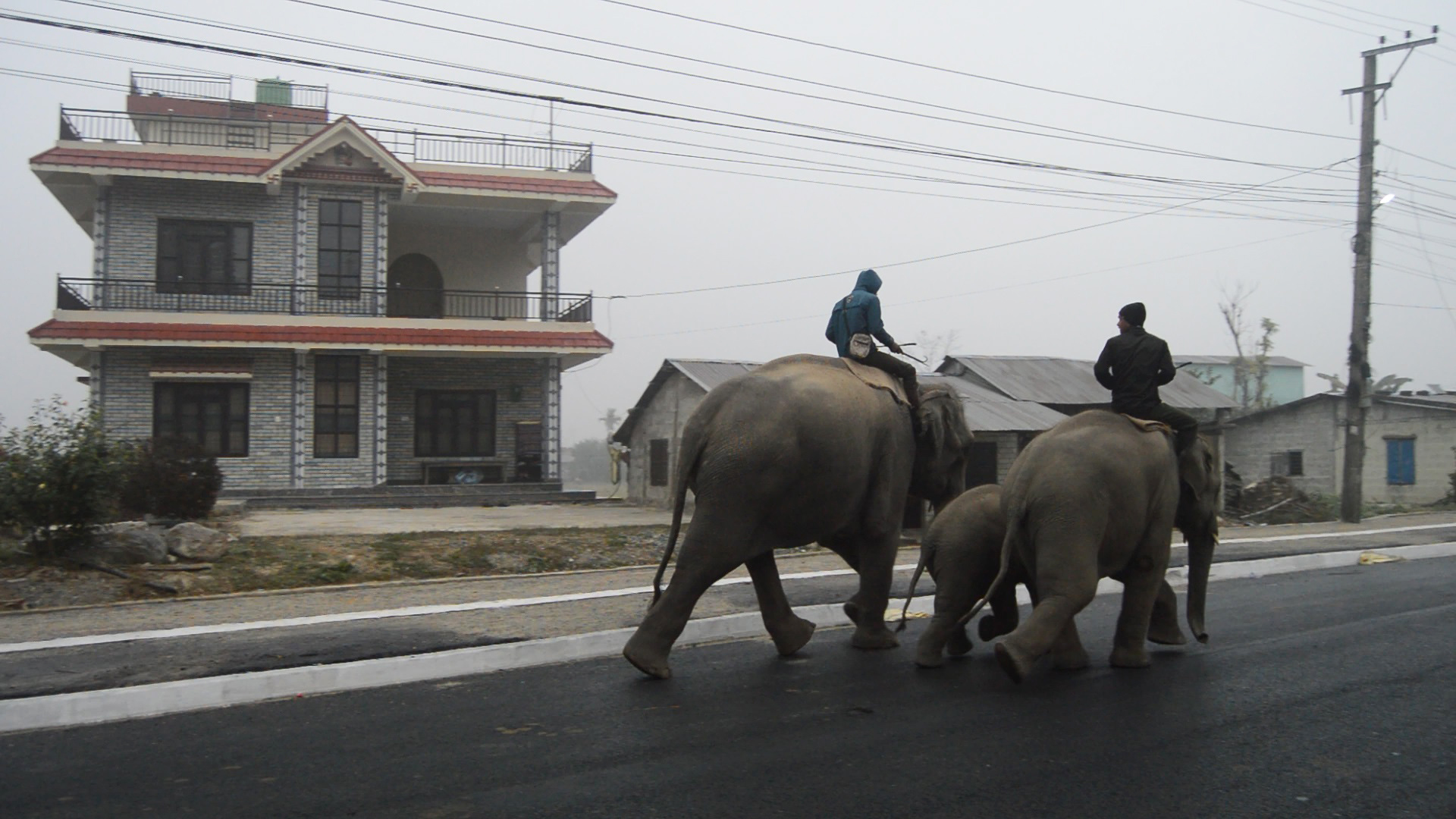 sauraha elephant (1).jpg